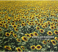 the album cover for Echo & The Bunnymen - Me I'm All Smiles