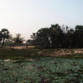 the album cover for Sarathy Korwar - Kalak [Indie Exclusive Limited Edition Dark Green LP]