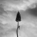 the album cover for Manchester Orchestra - A Black Mile To The Surface [Gray Marble 2LP]