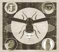 the album cover for Jerry Cantrell - Brighten [Glow In The Dark Packaging]