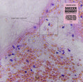 the album cover for Soccer Mommy - Sometimes, Forever [Indie Exclusive Limited Edition Alternate Cover CD]