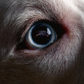 the album cover for Roger Waters - The Darkside Of The Moon Redux [Indie Exclusive Limited Edition Blue 2LP]