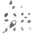 the album cover for Tanaka,Hiroshi / Fuwa, Yoichi - Untitled White Album