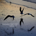 the album cover for Tingvall Trio - Birds [180 Gram]
