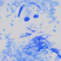 the album cover for Yung Lean - Frost God