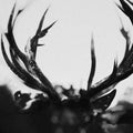 the album cover for Ihsahn - Ihsahn (W/Book)