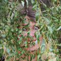 the album cover for RosaLi - Bite Down [Indie Exclusive] [Colored Vinyl] [Limited Edition] (Pnk) [Indie Exclusive] [Download Included]