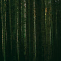 the album cover for The Paper Kites - Evergreen (Rsd) [Record Store Day]