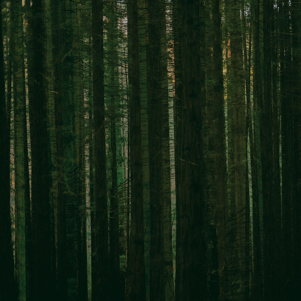 the album cover for The Paper Kites - Evergreen (Rsd) [Record Store Day]