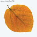 the album cover for Pete Jolly - Seasons - Green [Colored Vinyl] [Clear Vinyl] (Grn) [Remastered] [Reissue]