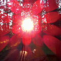 the album cover for Russian Circles - Empros (Blk) [Colored Vinyl] (Gate) (Mgta) [Indie Exclusive] [Download Included]