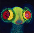 the album cover for Osees - Sorcs 80