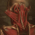 the album cover for Borusiade - Fall: A Series Of Documented Experiences
