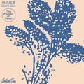 the album cover for Masahiro Sugaya - Pocket Of Fever
