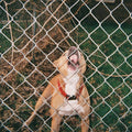 the album cover for Knocked Loose - Pop Culture (Blk) [Colored Vinyl] (Org) (Red)