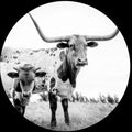 the album cover for Mike Flanigin - West Texas Blues (Pict) (Pcrd)