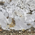 the album cover for Barnes, Tim - Lost Words