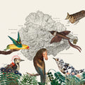 the album cover for Friendly Rich - The Birds of Marsville