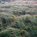 the album cover for Steve Gunn - Music For Writers (Jewl)