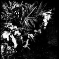 the album cover for Jef Mertens - Orchid Alto