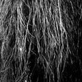 the album cover for Eraldo Bernocchi  / Cavalera,Iggor / Merzbow - Nocturnal Rainforest
