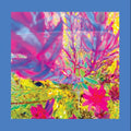 the album cover for Reds Pinks & Purples - Past Is a Garden I Never Fed