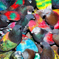the album cover for Blawan - Sickelixir