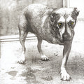 the album cover for Alice In Chains - Alice In Chains (30th Anniversary Reissue) [Colored Vinyl]