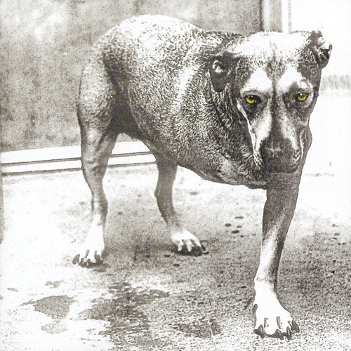 the album cover for Alice In Chains - Alice In Chains (30th Anniversary Reissue) [Colored Vinyl]