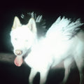 the album cover for Fat Dog - Cancel Me (I'm Tired)