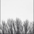 the album cover for Northwoods Improvisers - White Sky