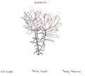 the album cover for Kirk Knuffke - Paintbrush